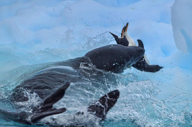  صحنه ای خاص از شکار پنگوئن + عکس