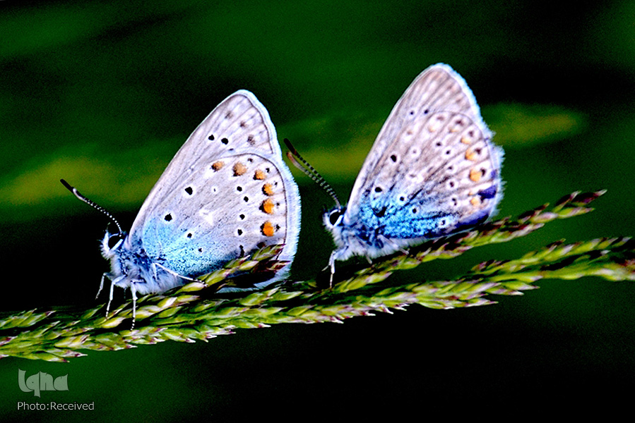 زیبایی پروانه‌های «قارص» ترکیه + عکس