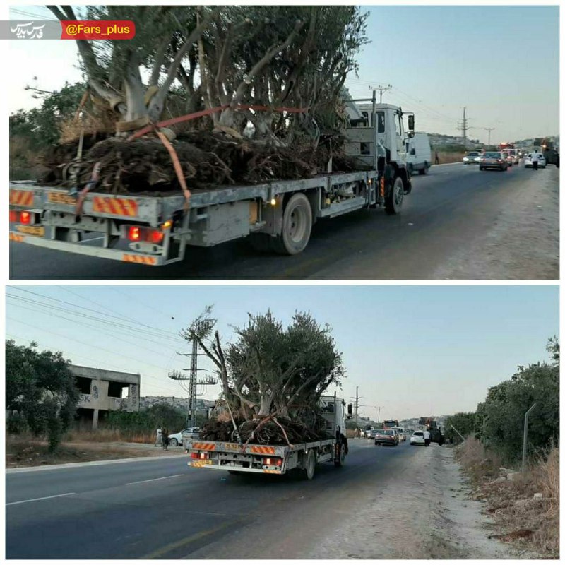 سرقت درختان زیتون از زمین‌های فلسطینی‌ توسط صهیونیست ها + عکس