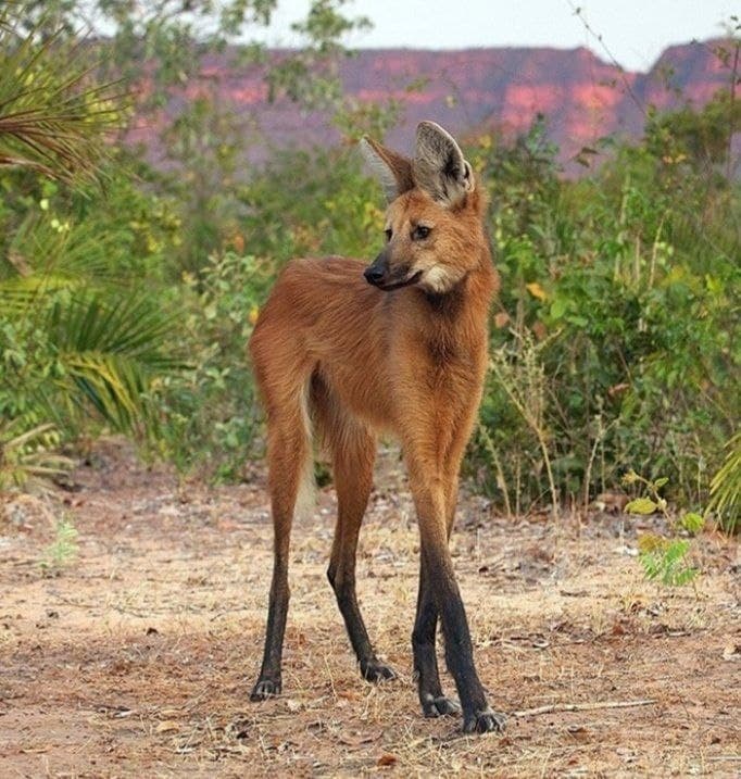 عجیب ترین گرگ دنیا + عکس