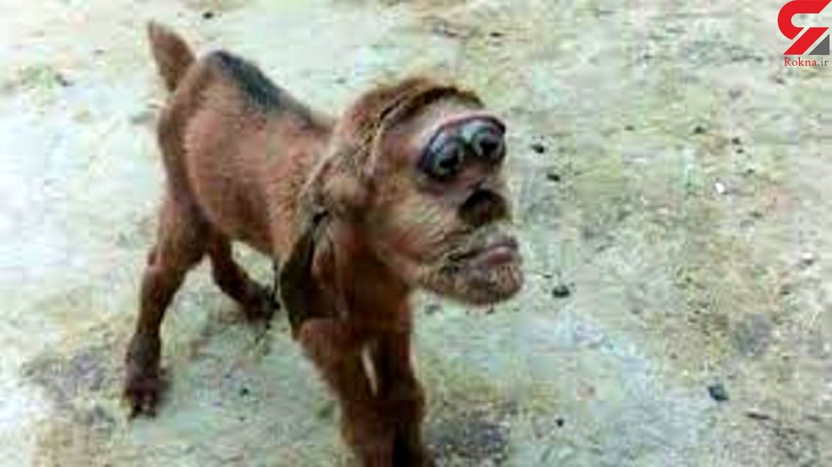 تولد بز شبیه به انسان مصری ها را شوکه کرد + عکس 