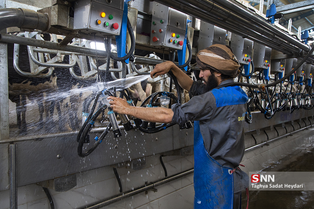 فرایند جالب تولید شیر در گاوداری صنعتی + عکس