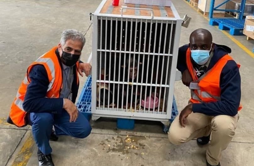 باران به کنیا رسید + عکس