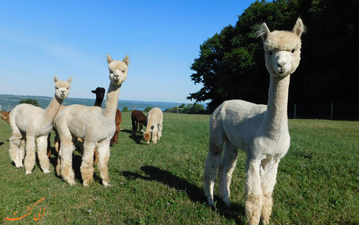 آلپاکا گوسفند گردن دراز پشمالو +‌ عکس