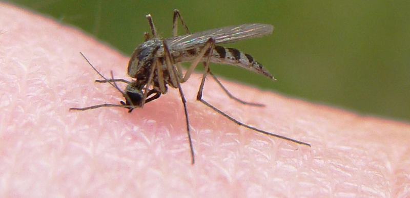 مهم ترین علائم بیماری مالاریا چیست؟