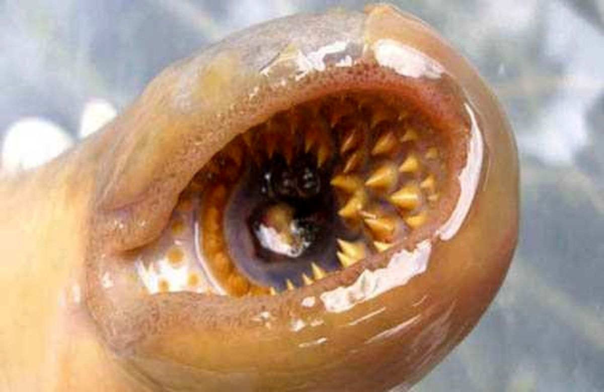 این ماهی‌ خون آشام برای خانواده سلطنتی سرو می شود! + عکس