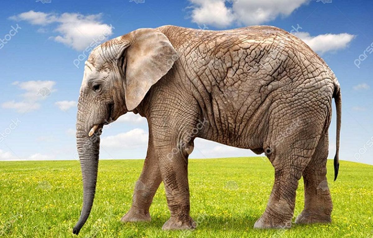لحظه زایمان عجیب یک فیل در باغ وحش ارم + تصاویر