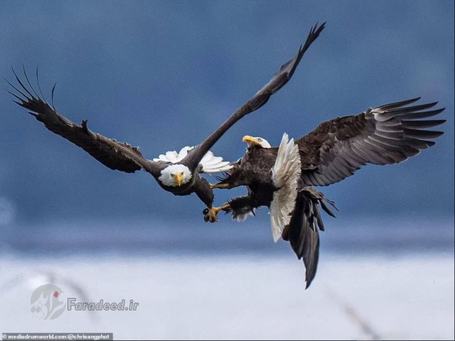 دعوای شدید دو عقاب در آسمان + عکس