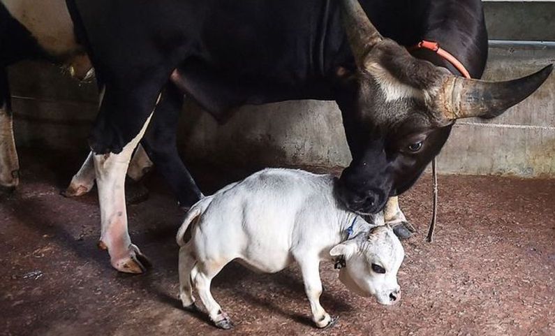 «رانی» کوتاه‌قامت‌ترین گاو جهان + عکس