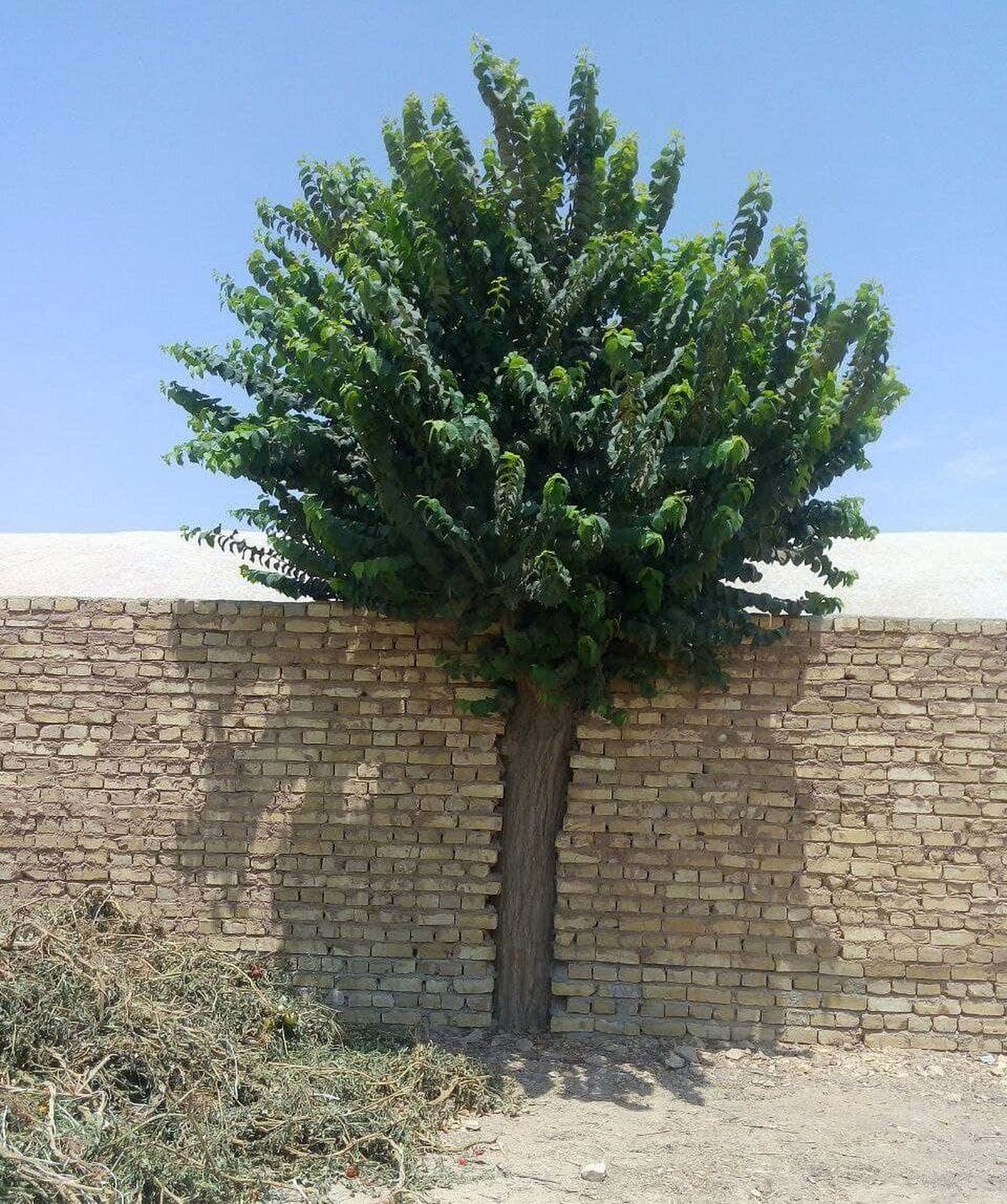 احترام متفاوت یک یزدی به درخت +عکس