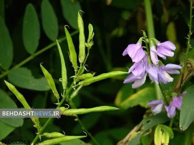  گیاه دارویی گالگا معجزه ای برای کاهش قند خون