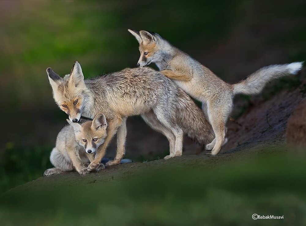 شیطنت بچه روباه‌ها در حیات وحش ایران + عکس