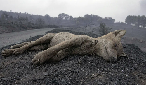 تصویری غم انگیز از حیوان سوخته در آتش سوزی + عکس