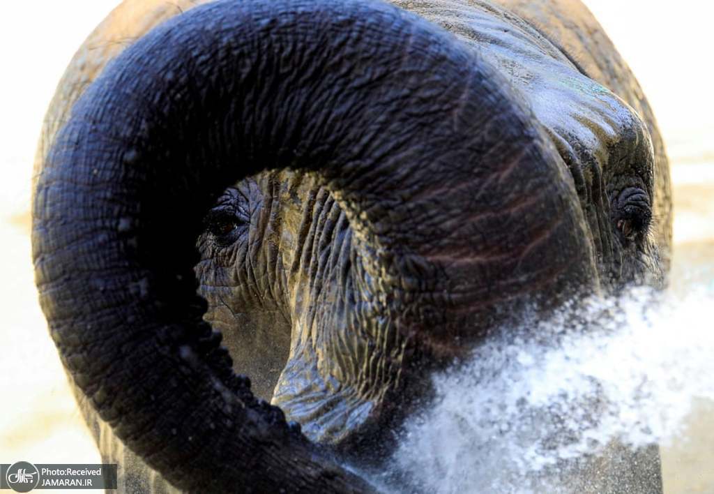 نمایی جالب از فیل آسیایی در باغ وحش اسکوپی + عکس