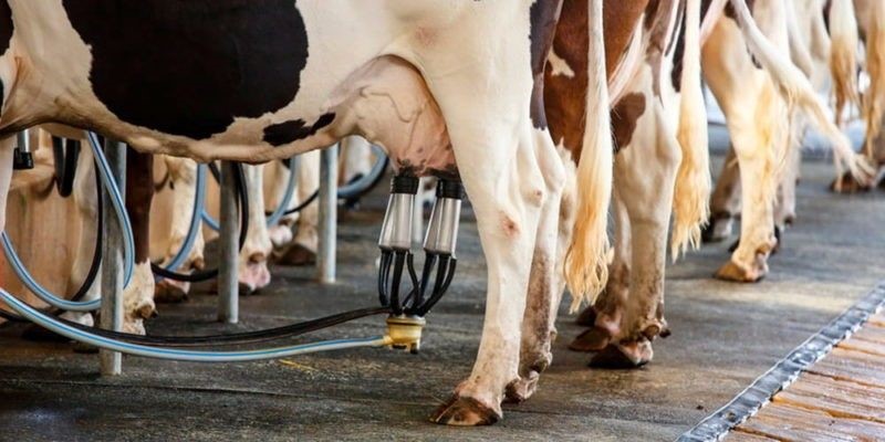 تاثیر استفاده از تجهیزات مدرن در افزایش شیردهی گاو