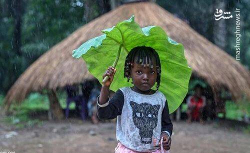 چتر طبیعی کودکان هنگام بارش باران + عکس