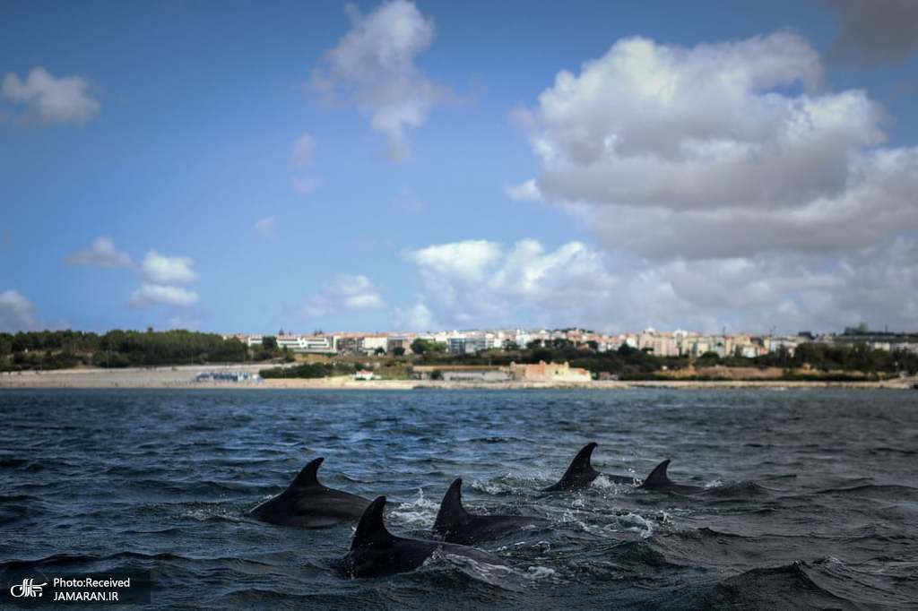 شنا کردن دلفین ها در رودخانه تاگوس پرتغال + عکس
