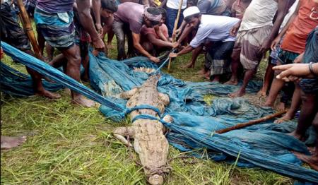 زنده گرفتن یک کروکودیل از رودخانه در بنگلادش + عکس