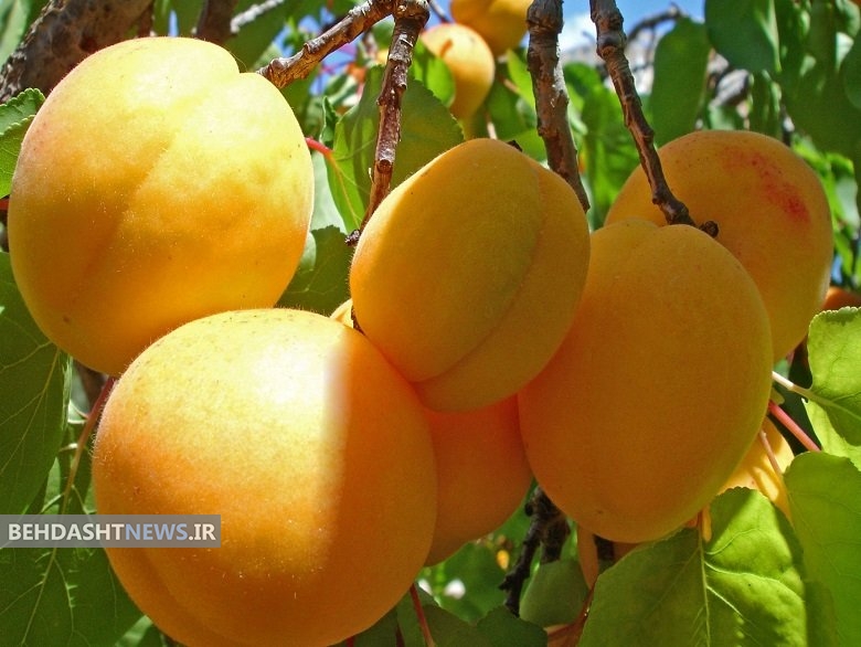 زردآلو را بهتر بشناسید