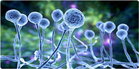 آیا قارچ سیاه می‌تواند از طریق زخم‌های پوستی وارد بدن شود؟