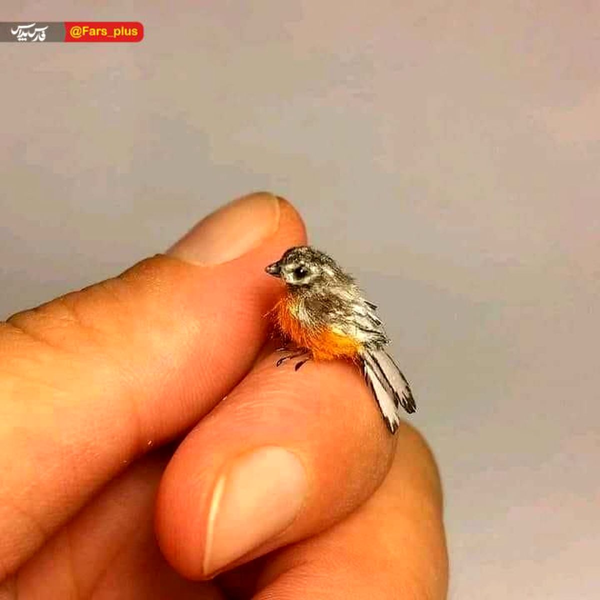 کوچکترین پرنده جهان +عکس