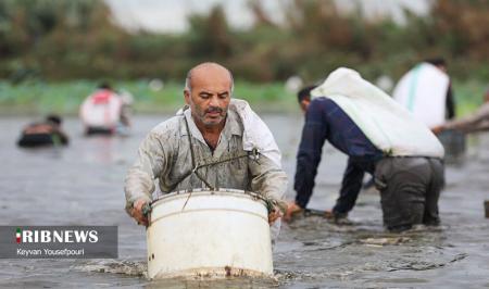 مراسم ماهیگیری دسته جمعی در بابلسر+ عکس