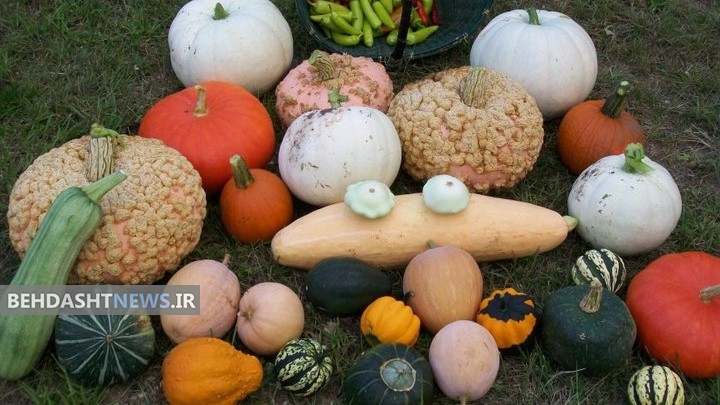 چرا باید بیشتر کدو بخورید؟