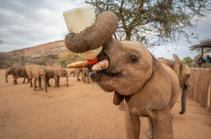 شیر خشک خوردن یک بچه فیل یتیم + عکس
