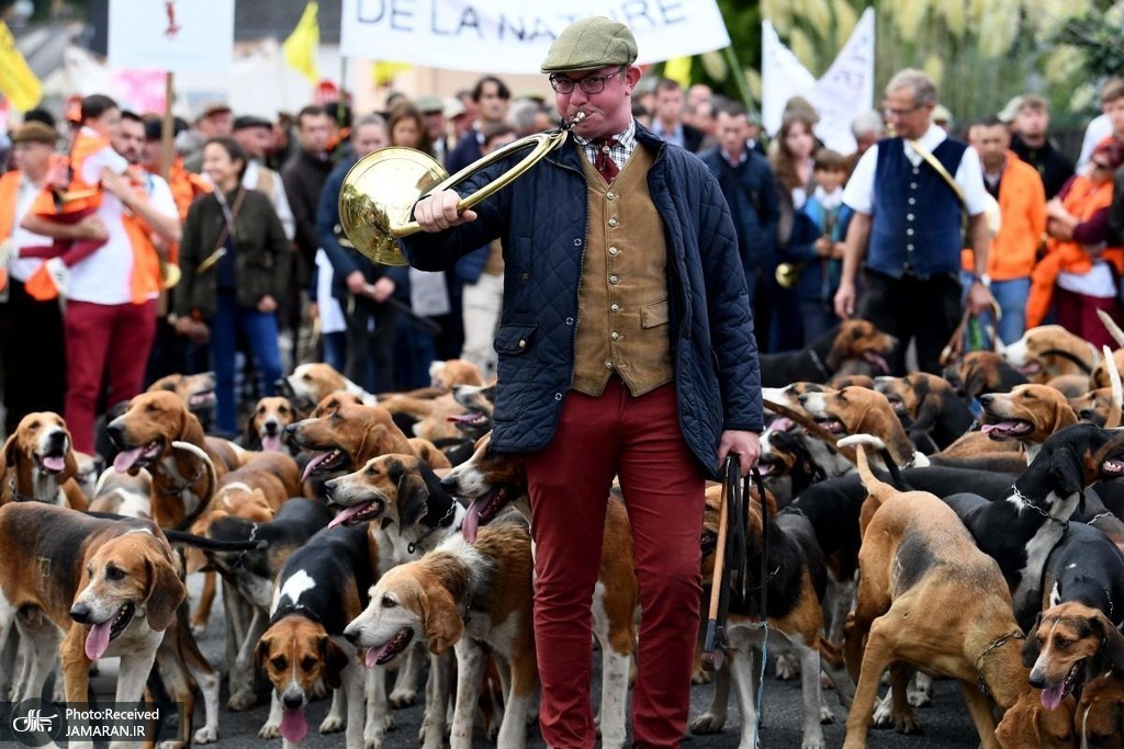  سگ های شکاری یک حامی شکار در فرانسه + عکس