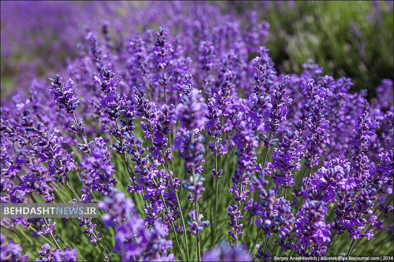  آشنایی با مضرات و خواص گیاه اسطوخودوس