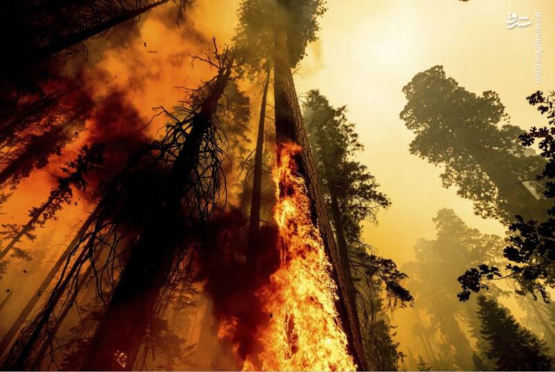 تصویری خوفناک از آتش سوزی کالیفرنیا + عکس