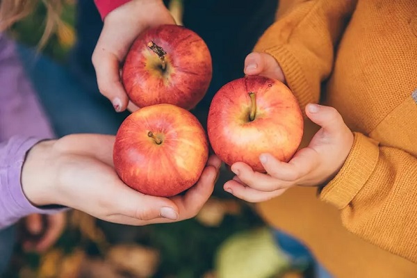 سیب خوردن روزها باعث لاغری می‌شود یا شب؟