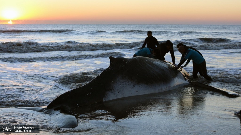نجات نهنگ گیر افتاده در ساحل دریای آرژانتین + عکس