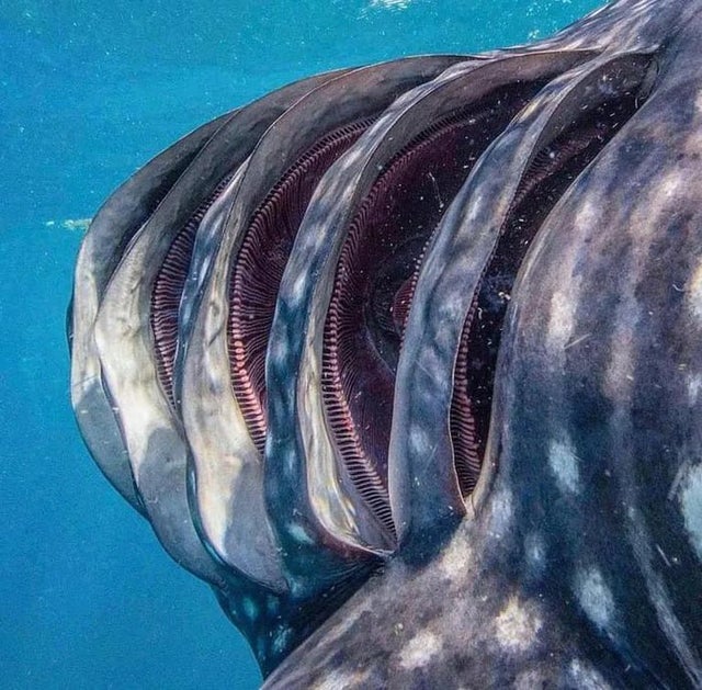 نمای نزدیک و حیرت آور از آبشش های کوسه نهنگ + عکس