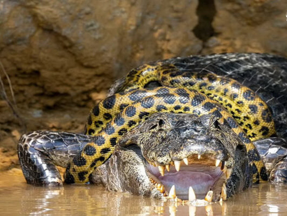 نبرد تنگاتنگ تمساح با مار غول پیکر+عکس