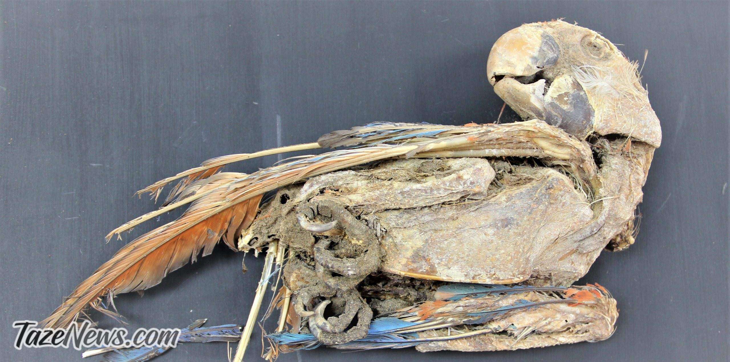 کشف جسد دوازده طوطی مومیایی شده!+عکس