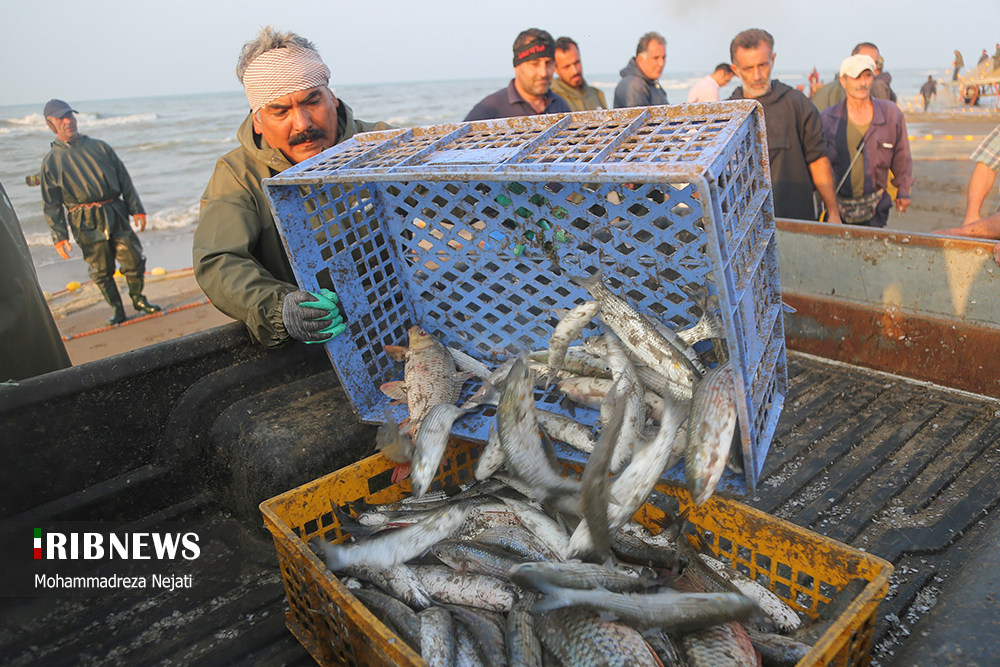 صید ماهی استخوانی در سواحل مازندران + عکس