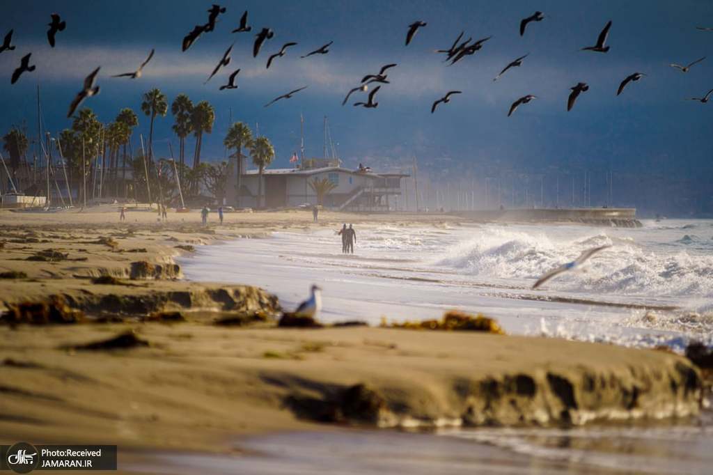 پرواز مرغان دریایی در سواحل کالیفرنیا + عکس