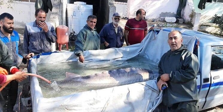 صید فیل ماهی 150 کیلویی توسط صیادان مازندرانی +‌ عکس