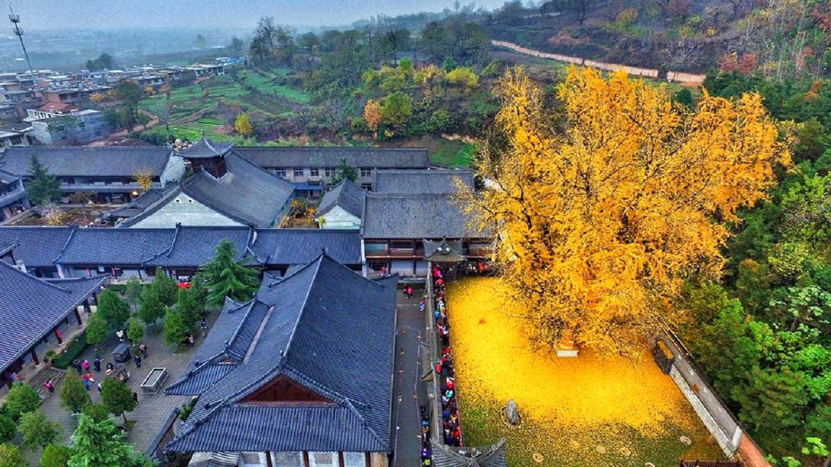 درخت طلایی با ۱۴۰۰ سال قدمت در چین + تصاویر