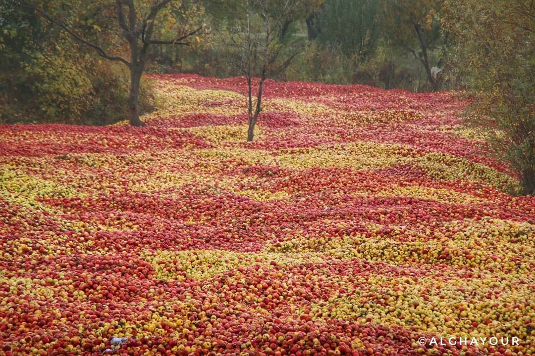 دریای سیب در ارومیه! + عکس