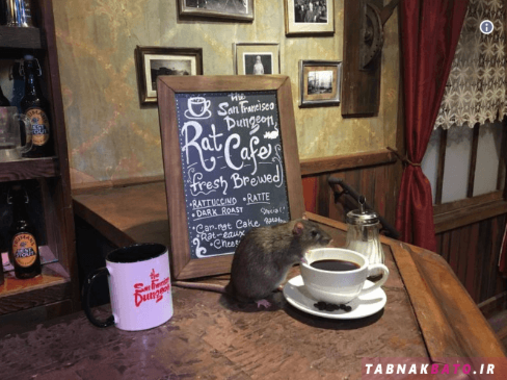 نوشیدن قهوه با موش های فاضلاب با پرداخت ۵۰ دلار + عکس