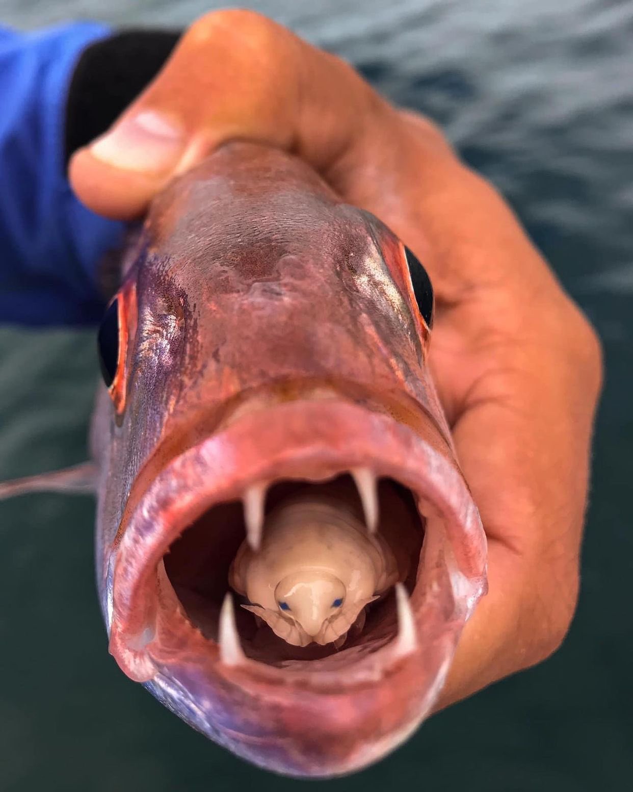 نمایی نزدیک از شپش زبان خوار در دهان ماهی + عکس
