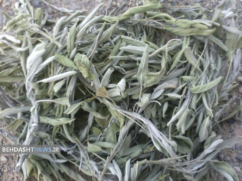 افزایش تندرستی با مریم گلی و آویشن