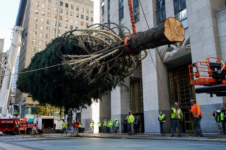  انتقال درخت کریسمس به مرکز راکفلر  + عکس