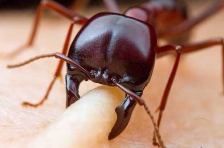 گاز گرفتن مورچه از نزدیک + عکس