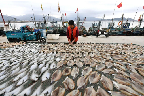 خشک کردن ماهی در چین + عکس