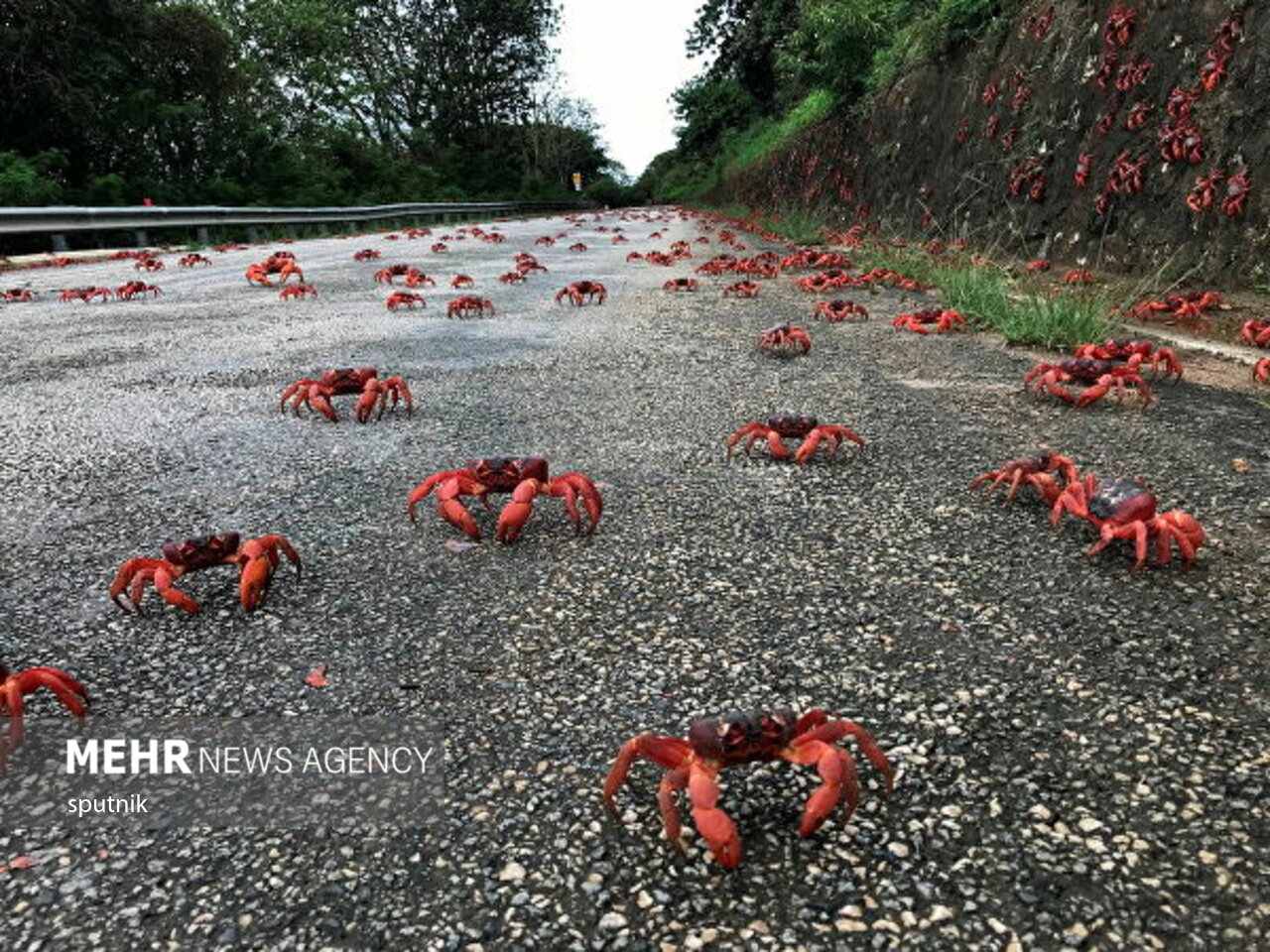 مهاجرت خرچنگ ها در استرالیا + عکس