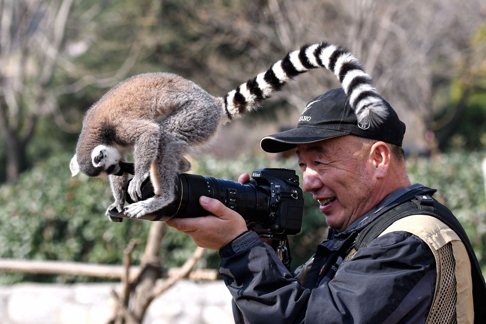 شیطنت یک میمون با دوربین عکاسی در پارک حیات وحش چین! + عکس