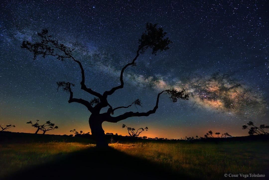 کهکشان راه شیری بر فراز یک درخت بلوط + عکس
